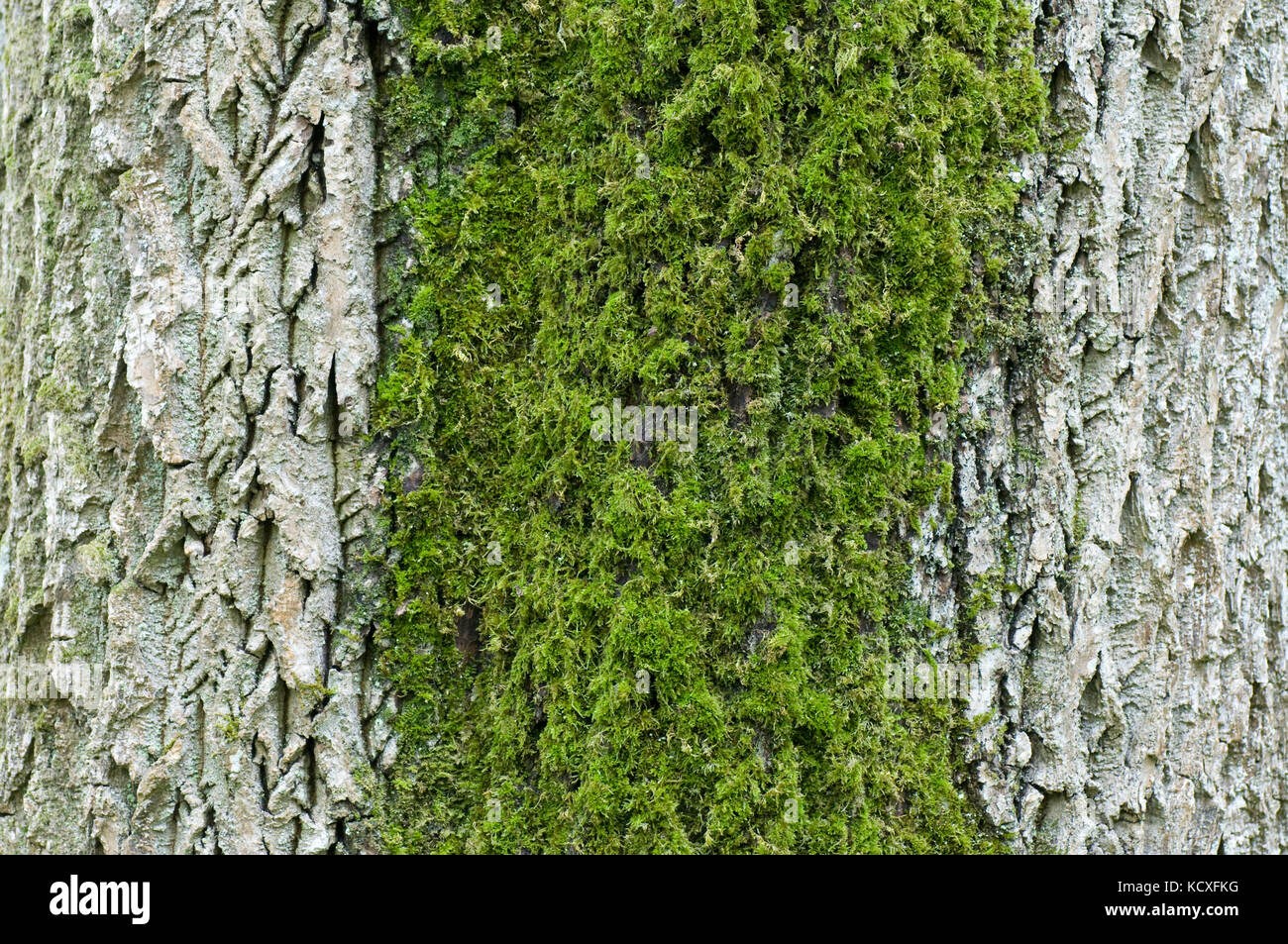Close up of mature tree bark with mosses Stock Photo