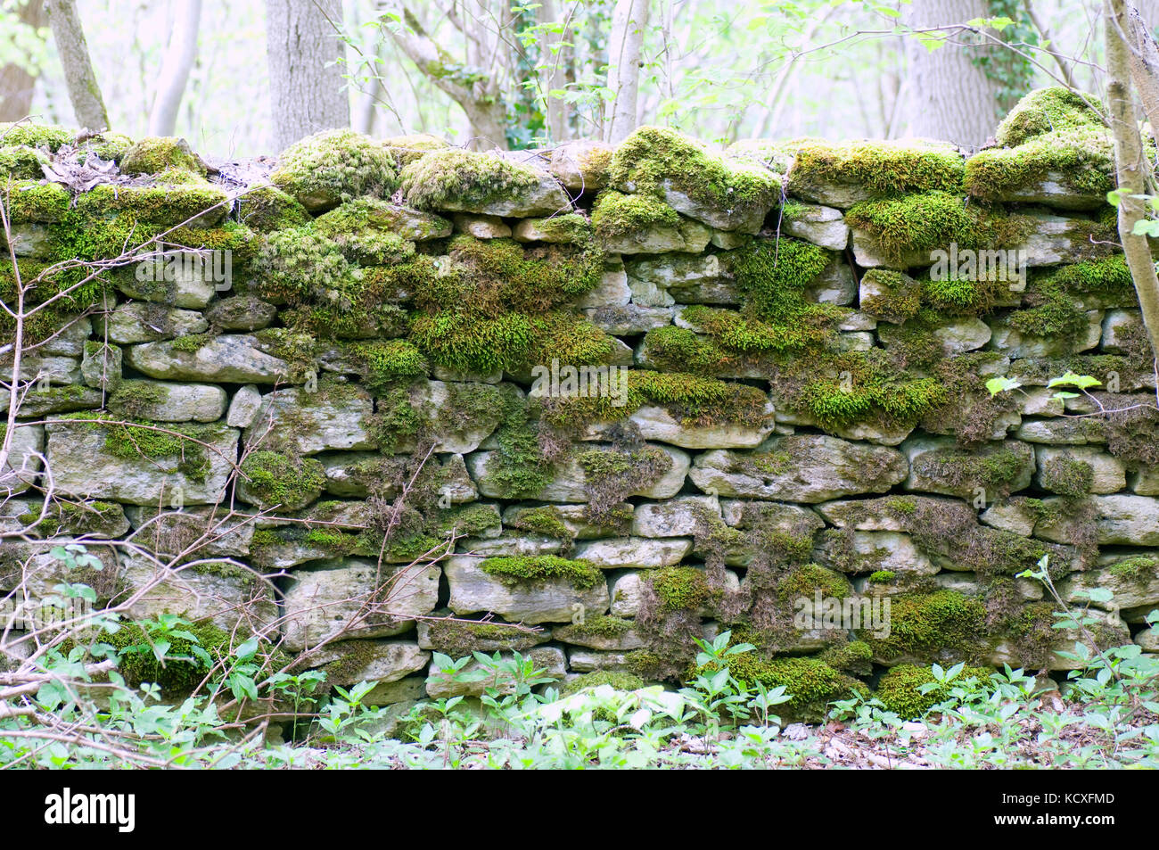 Woodland dry stone wall covered in mosses Stock Photo
