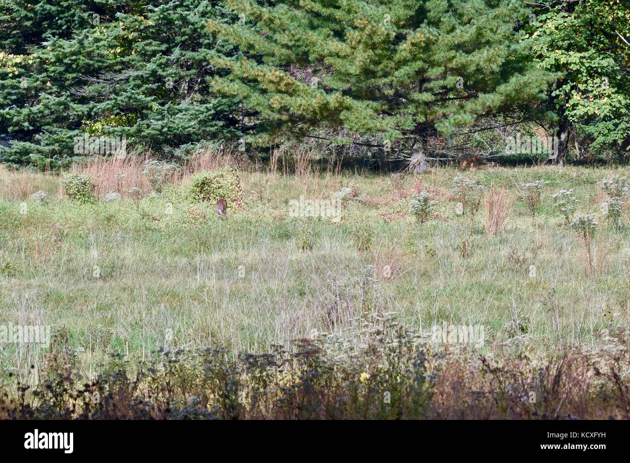 Open field with deer grazing Stock Photo