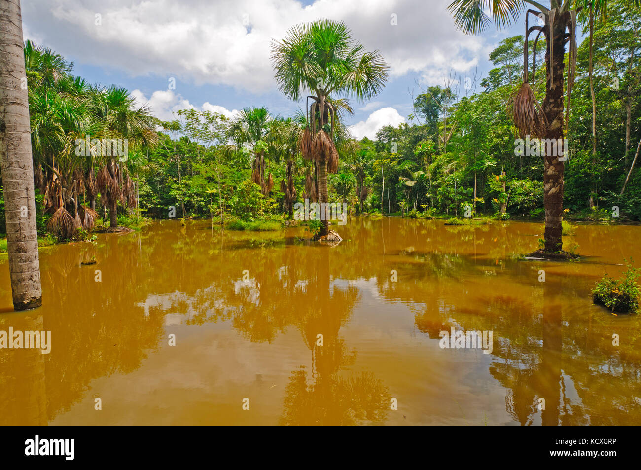 Amazon swamp hi-res stock photography and images - Alamy