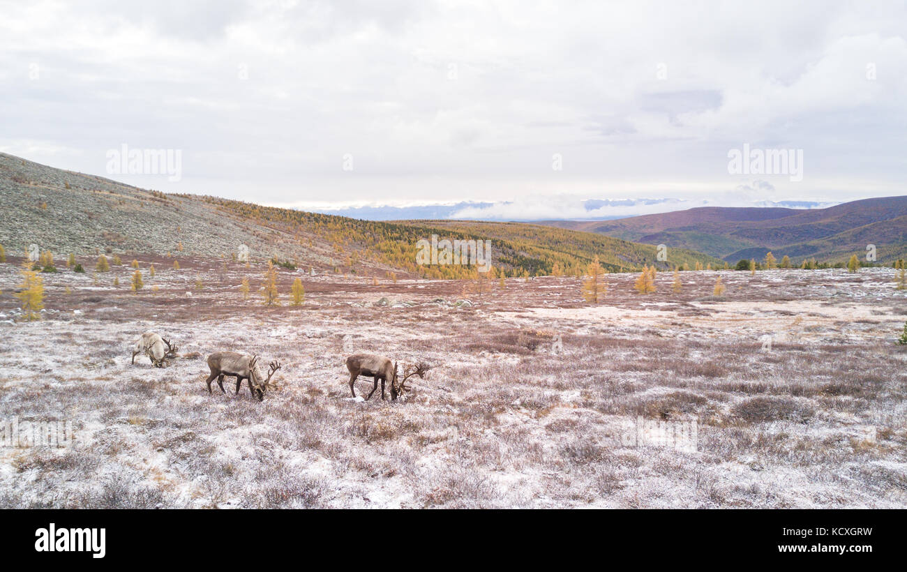 Drone view of reindeer on a snowy mountain in taiga. Khuvsgol, Mongolia  Stock Photo - Alamy