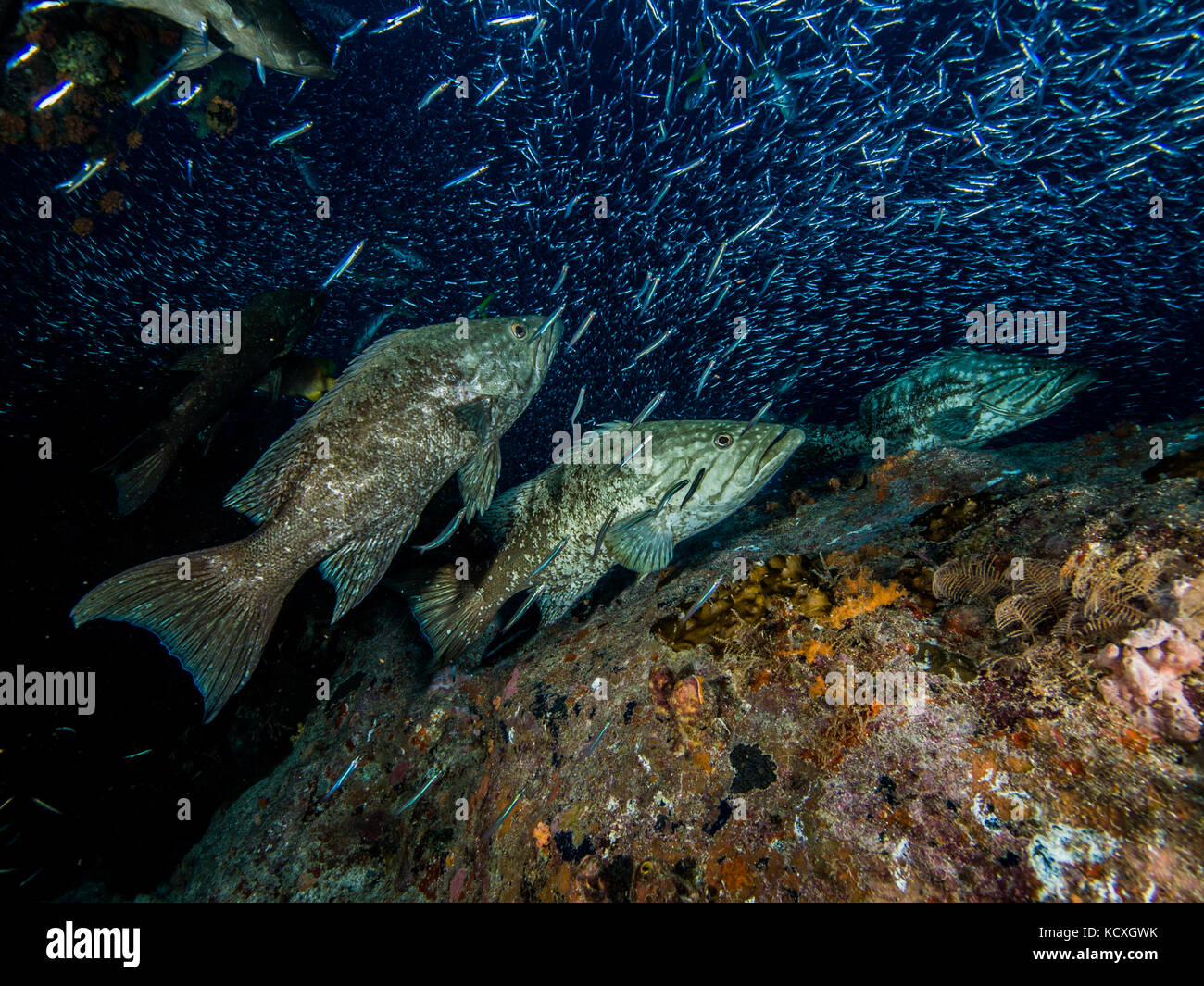 mycteroperca acutirostris Los Roques Venezuela Stock Photo Alamy