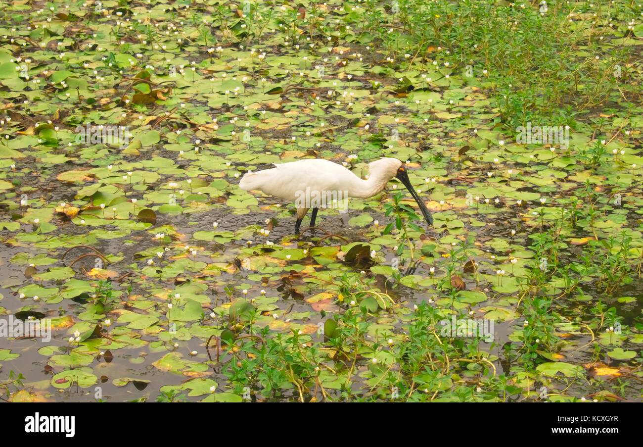 Royal Spoonbill bird searching for food in a shallow lake Stock Photo