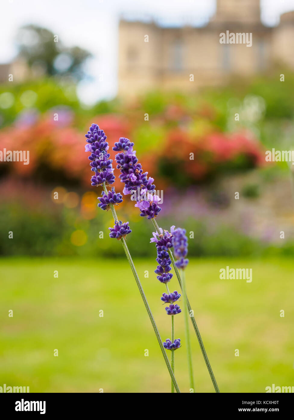 Closeup view of beautiful lavender flowers in the garden against the