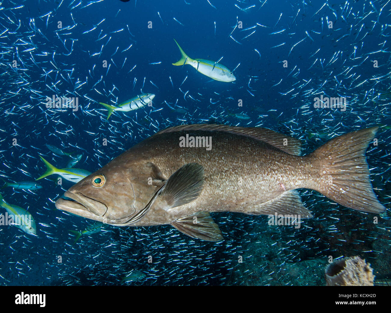 mycteroperca acutirostris Los Roques Venezuela Stock Photo Alamy