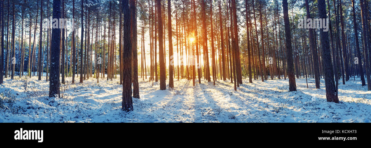 Pine trees covered with snow Stock Photo - Alamy