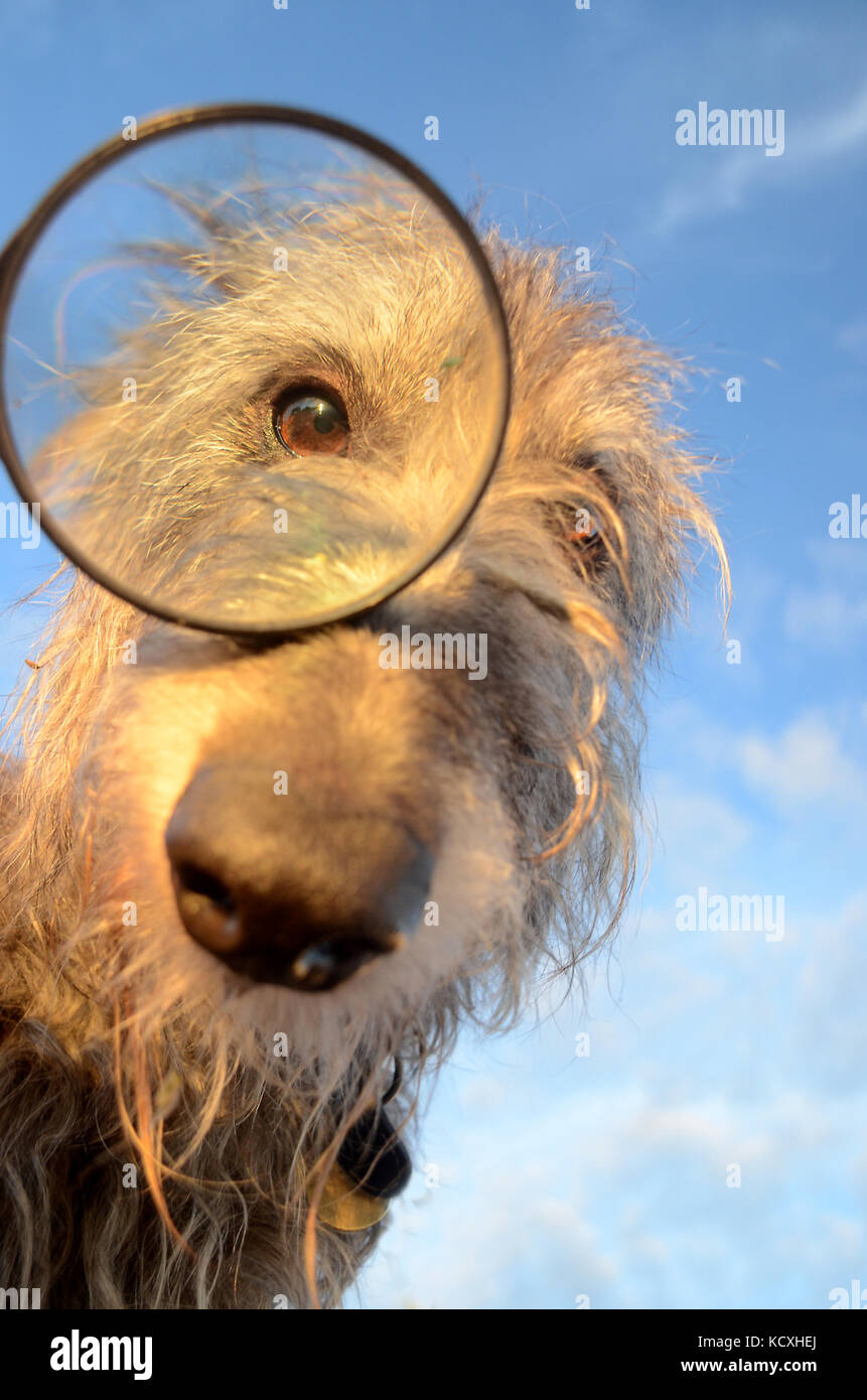 Curiosity, symbolized with a dog looking trough a magnifier. Stock Photo
