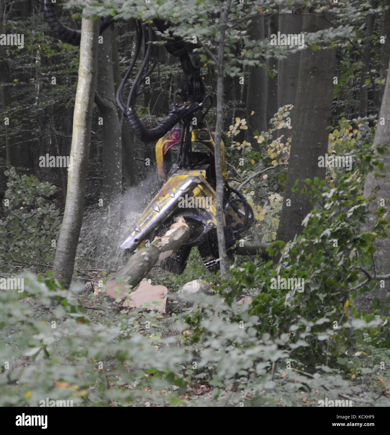 Modern forest machine in work, cruel and effective. Stock Photo