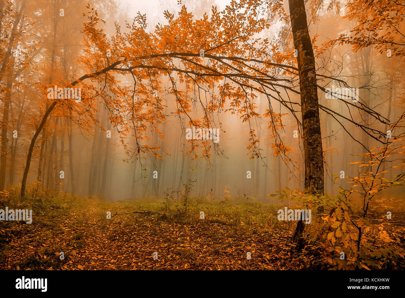 Scenic landscape of autumn forest Stock Photo - Alamy