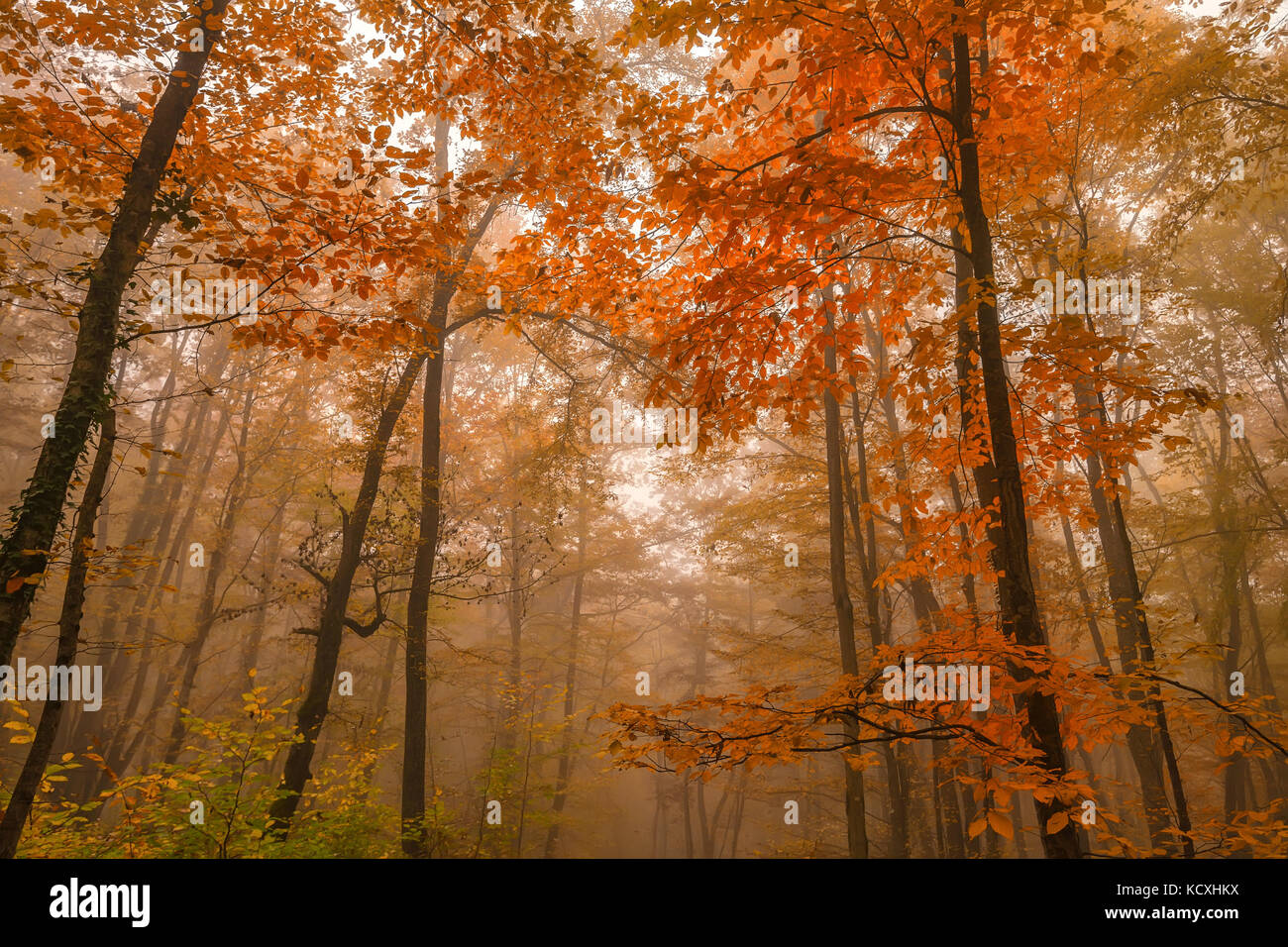Scenic landscape of autumn forest Stock Photo - Alamy