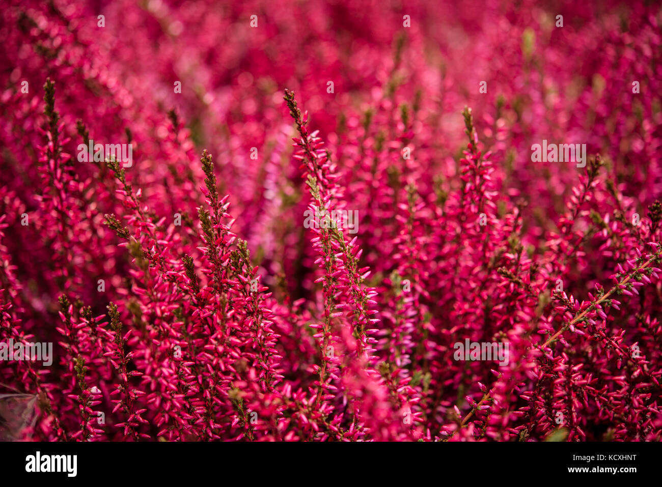 ericaceae erica calluna gracilis flower pink purple Stock Photo