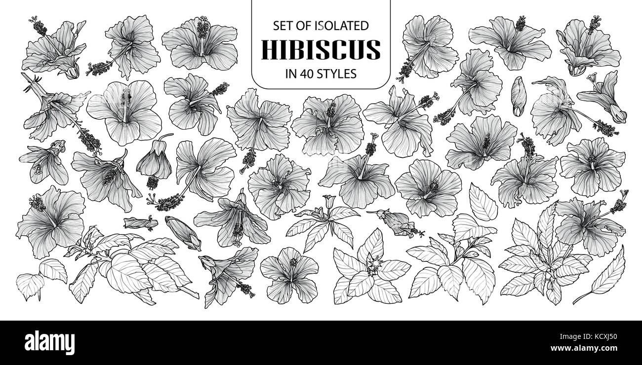 Set of isolated hibiscus in 40 styles. Cute hand drawn vector ...