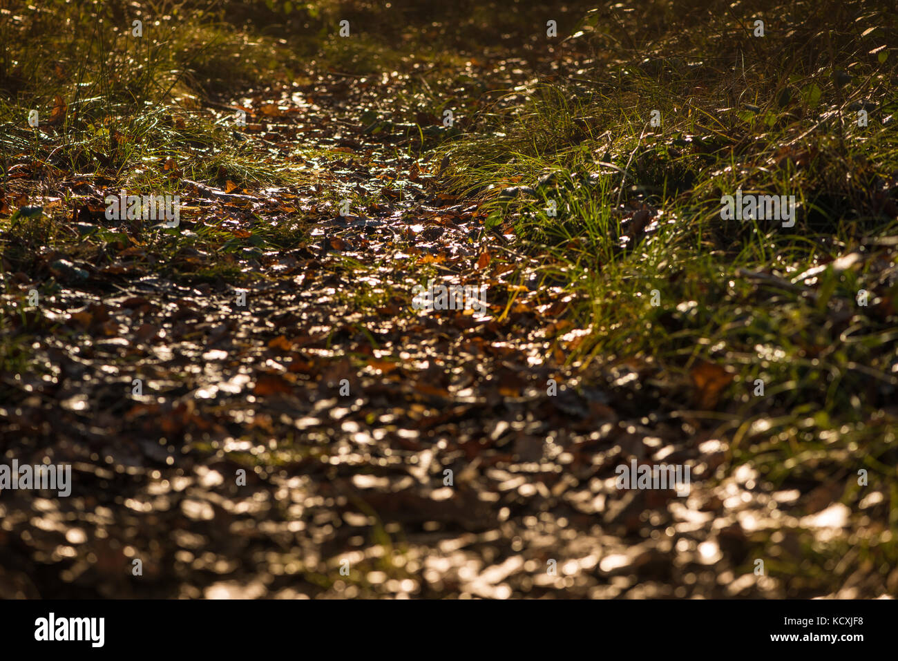 Autumn winter day in forest with many brown leaves laying on the ground ...