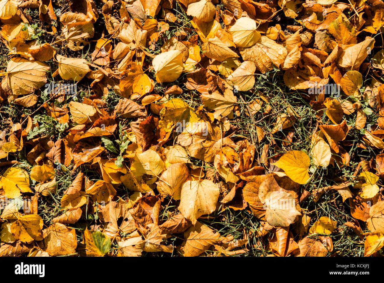 Golden leaves on the floor hi-res stock photography and images - Alamy