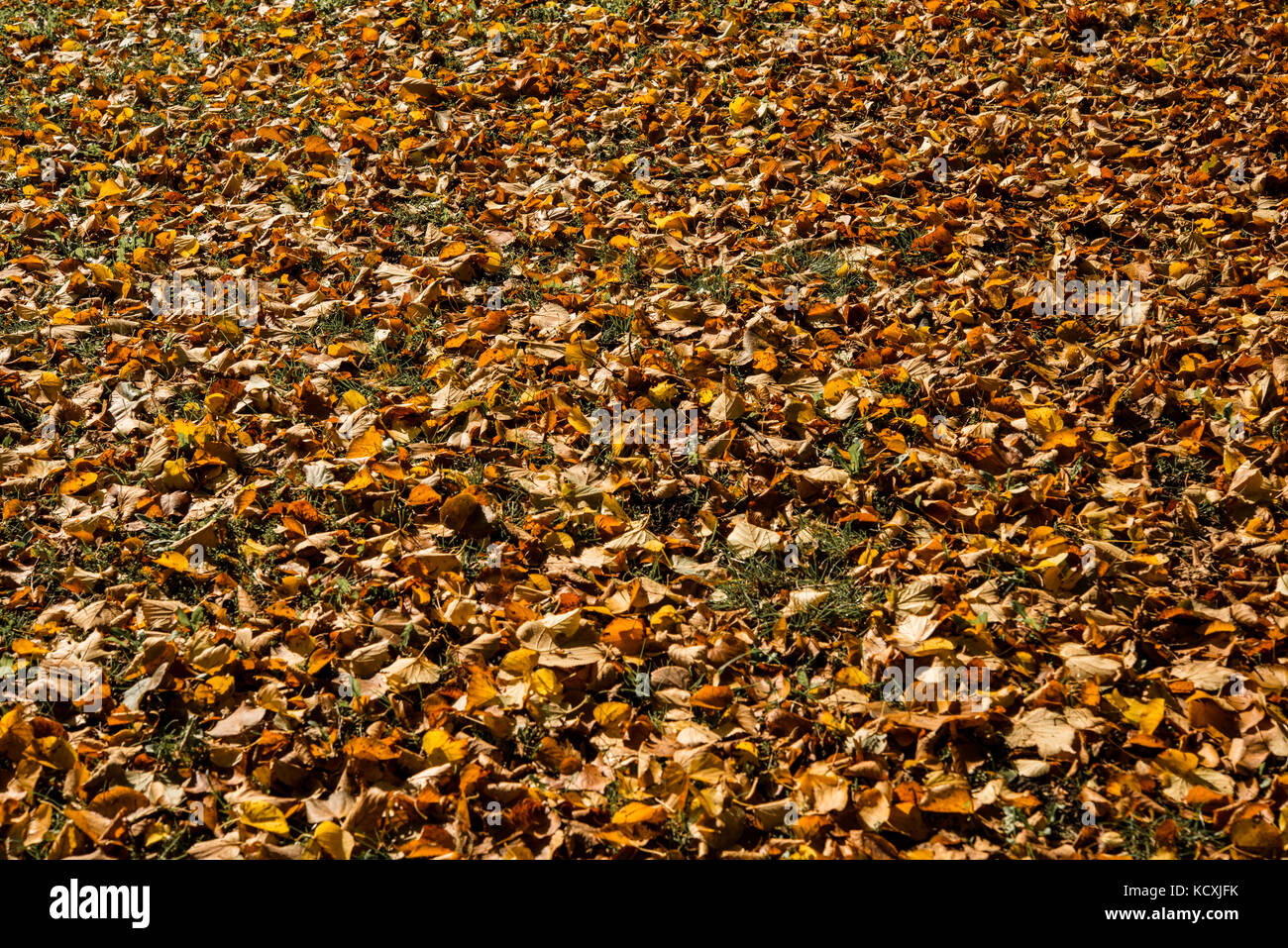 Golden leaves on the floor hi-res stock photography and images - Alamy