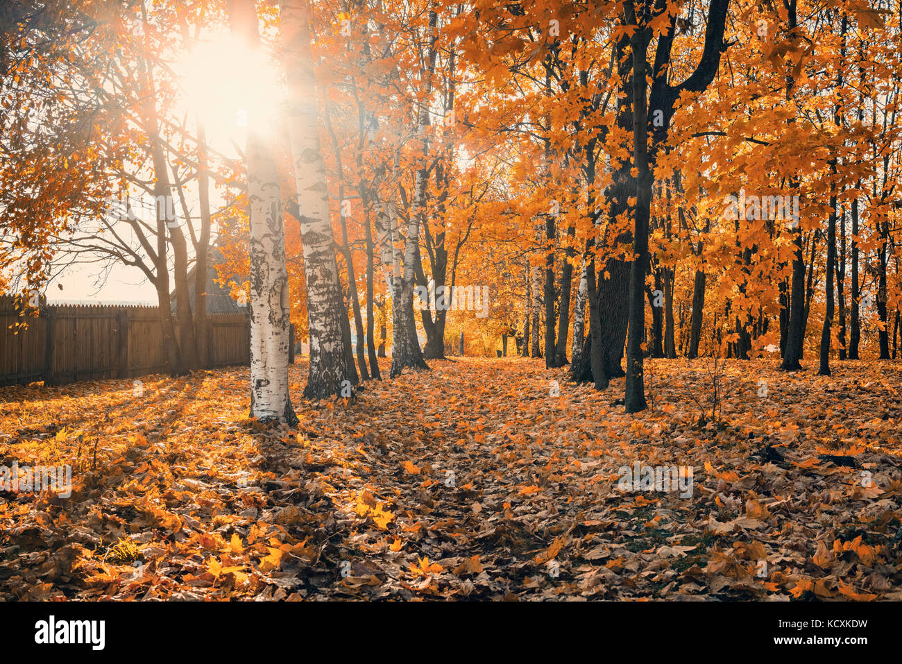 Sunny autumn in the park Stock Photo - Alamy