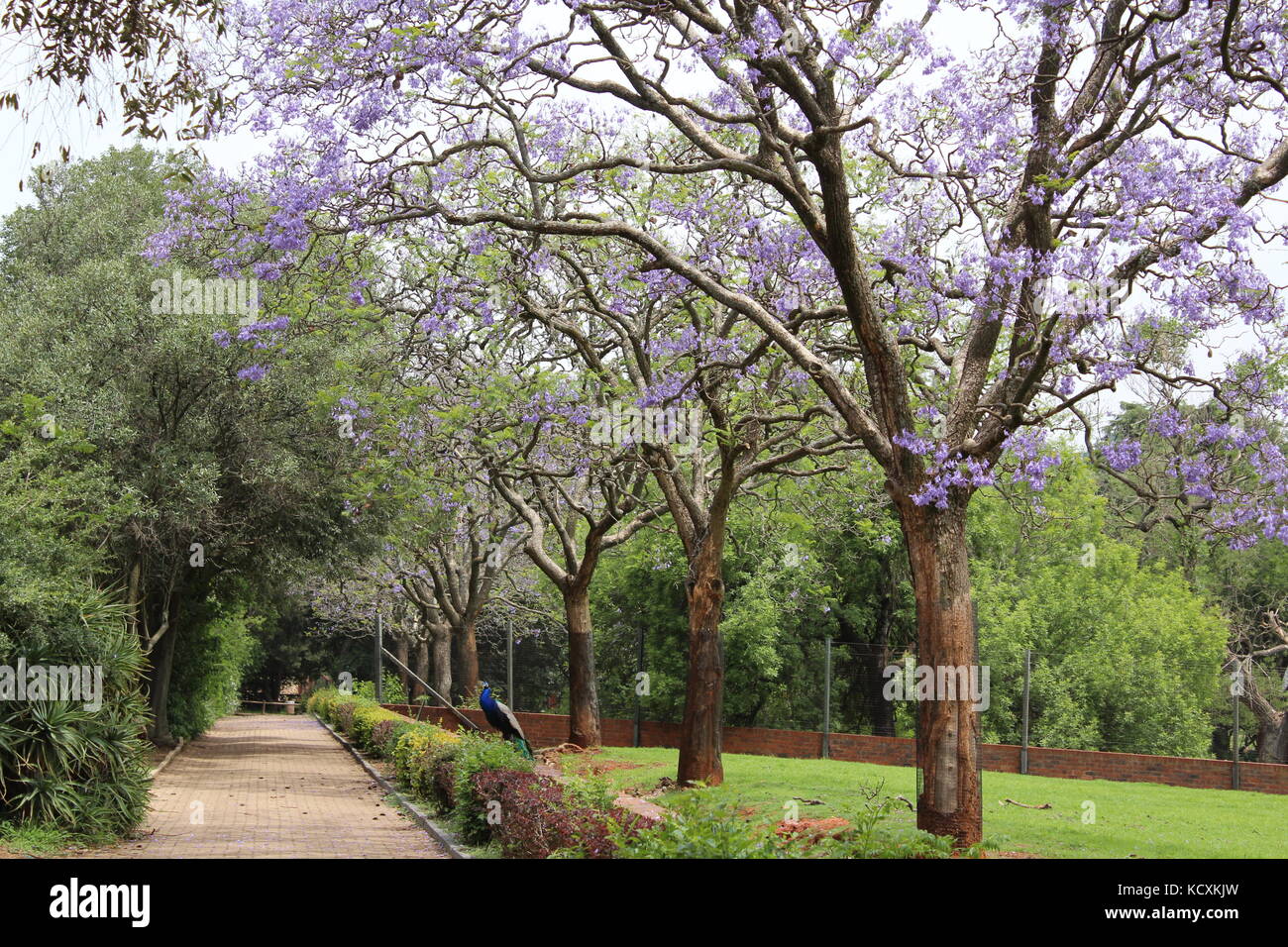 Jacaranda Trees in Blossom, ZOO Johannesburg, South Africa Stock Photo
