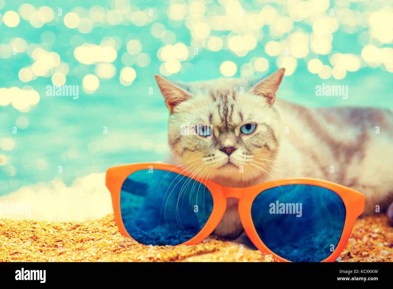 Cat with big sunglasses relaxing on the beach Stock Photo - Alamy