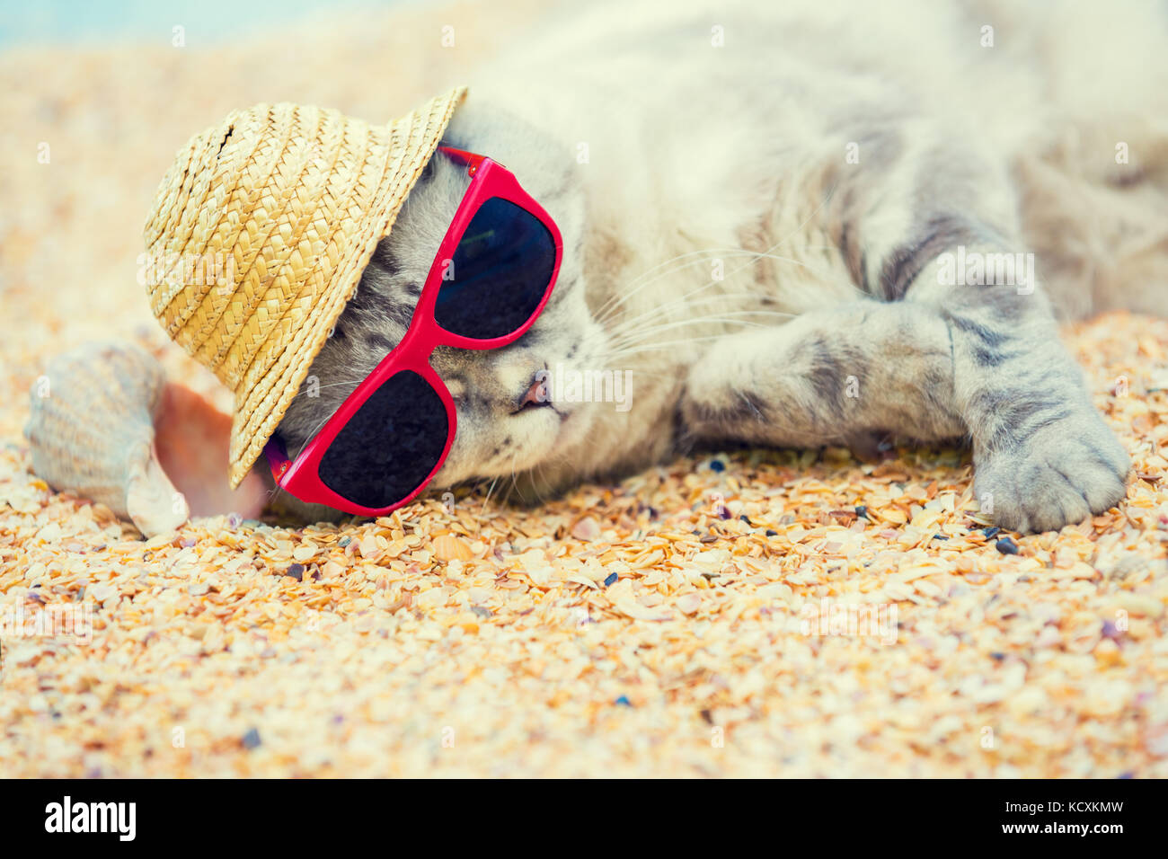 Cat wearing sunglasses and sun hat relaxing on the beach Stock Photo ...