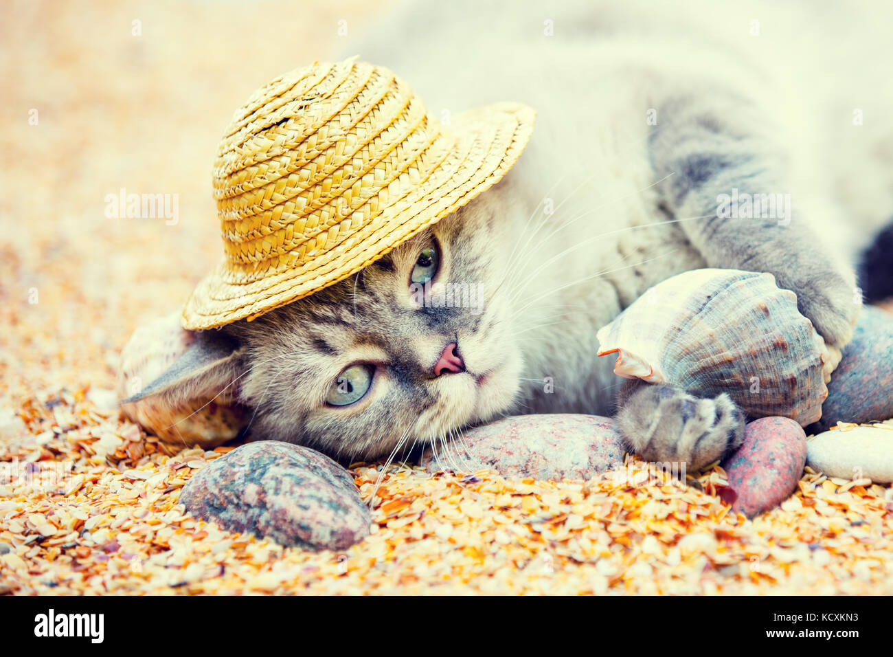 cat in a straw hat is resting on the beach Stock Photo - Alamy