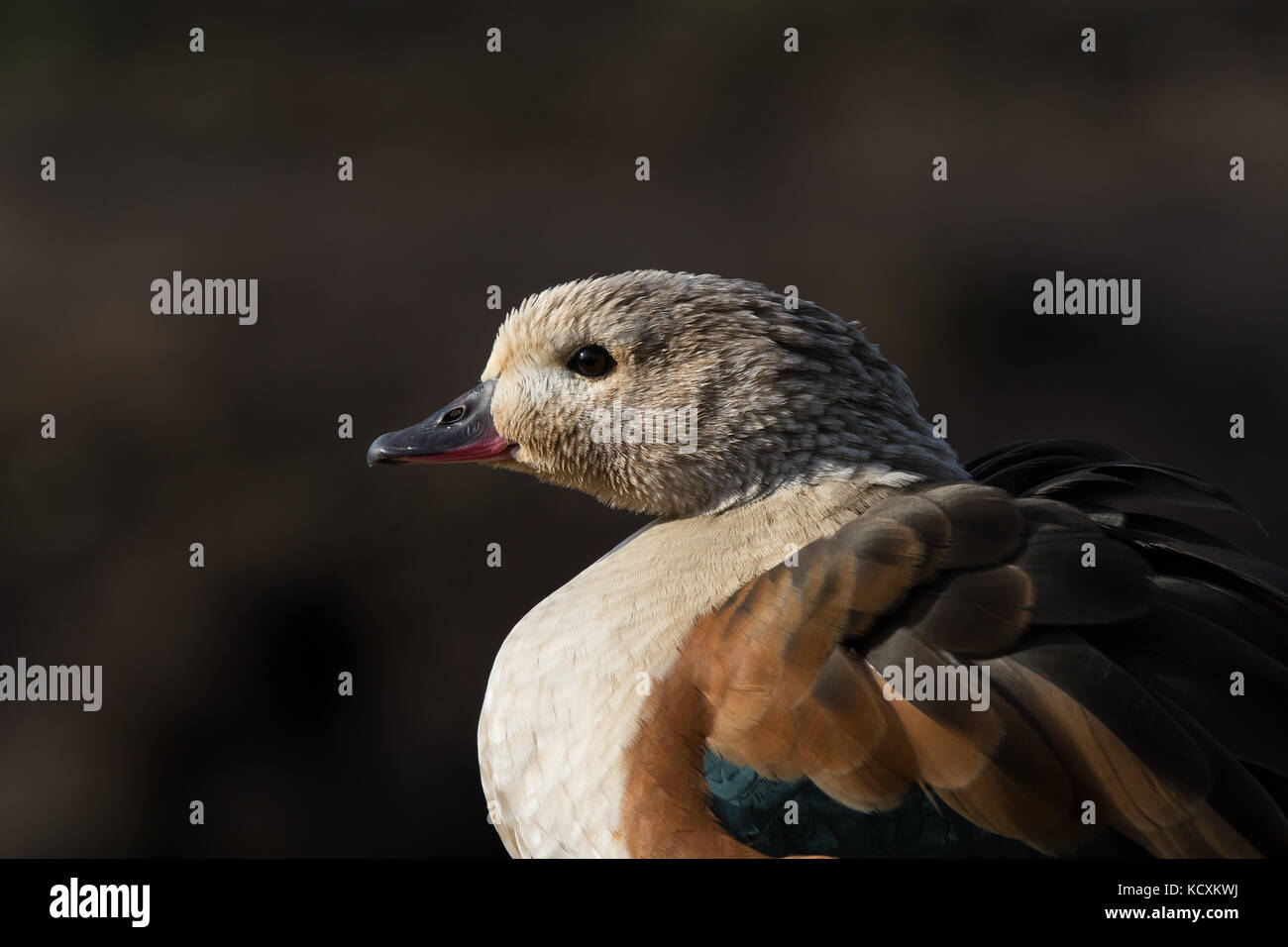 Side view close up of South African Shelduck (Tadorna cana) known also as the Cape Shelduck isolated outdoors at Slimbridge Wetland Centre UK. Stock Photo