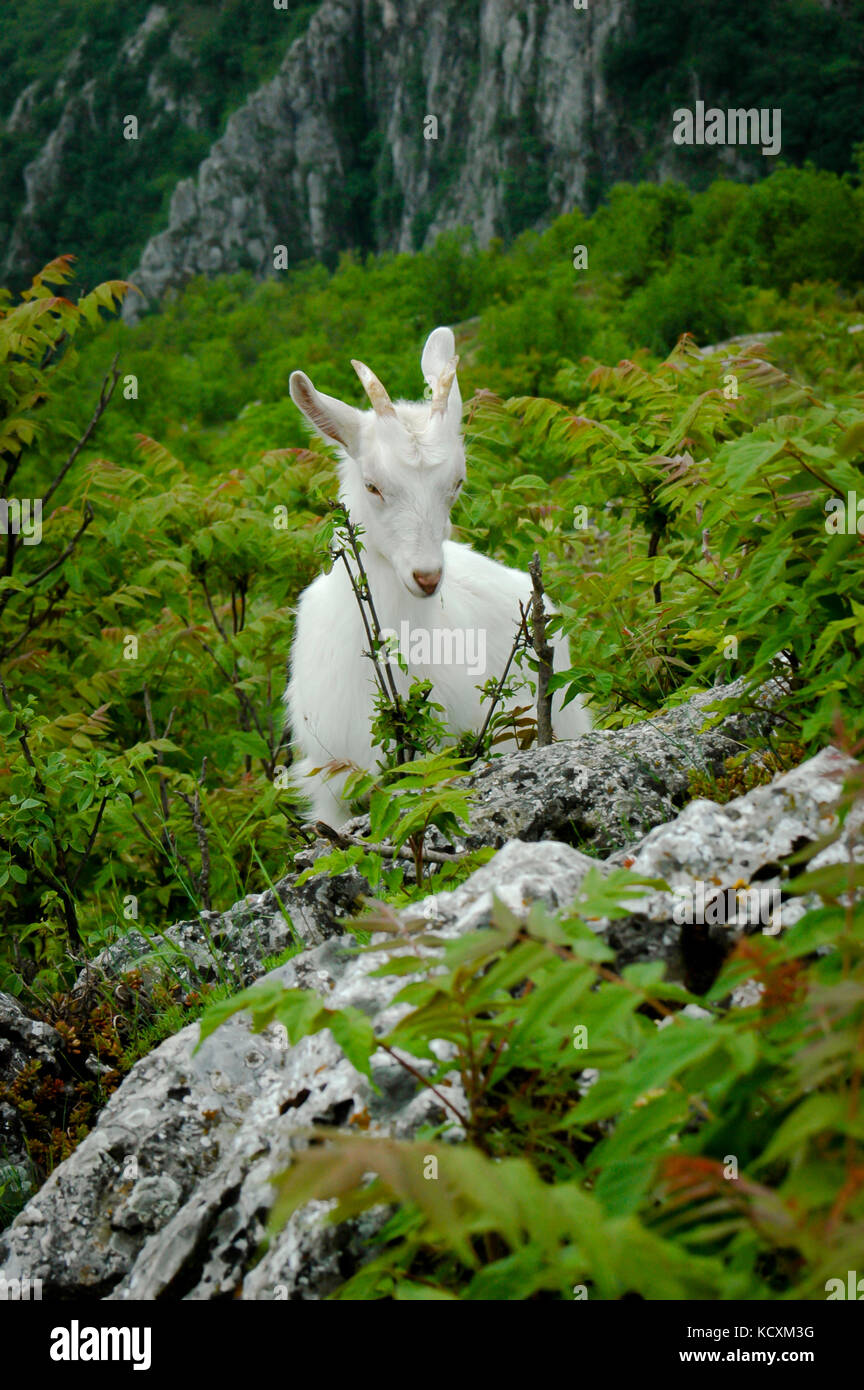white mountain goat eating grass Stock Photo Alamy