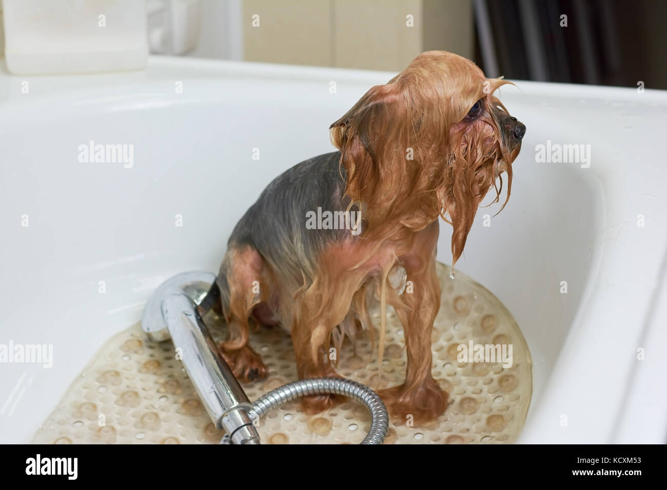 Dog in bathtub close up. Wet york terrier Stock Photo Alamy