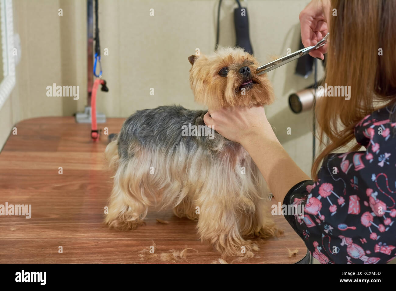 Female hands, dog grooming. Groomer cutting fur, york terrier Stock