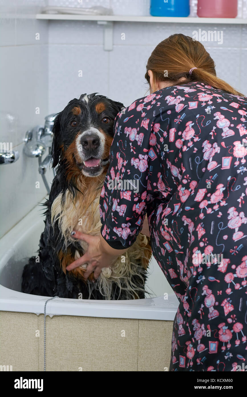 Big Dog Taking A Bath Cute Bernese Mountain Dog Stock Photo Alamy