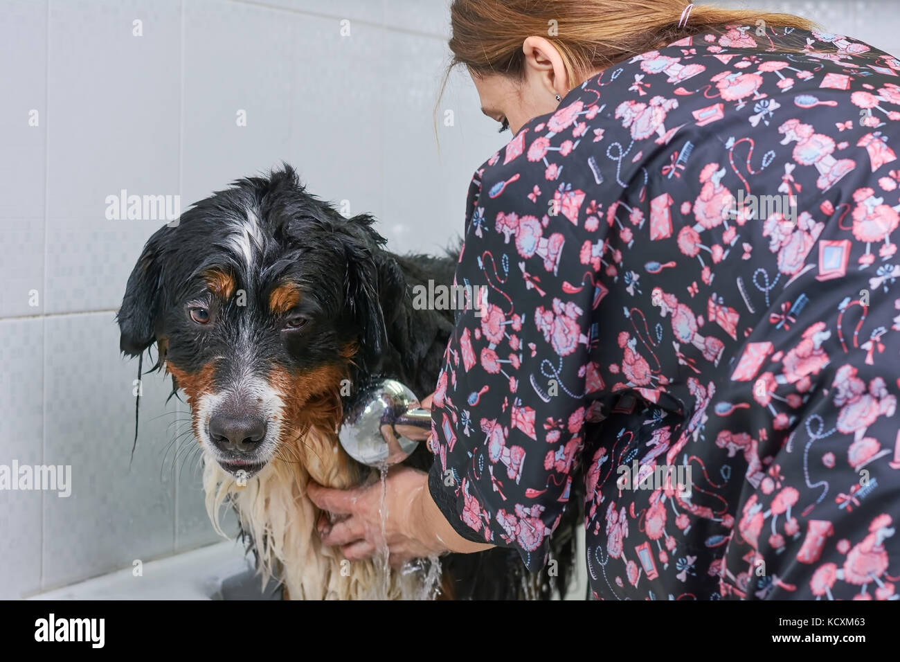 Bernese mountain dog, bathing. Woman washing a dog Stock Photo Alamy