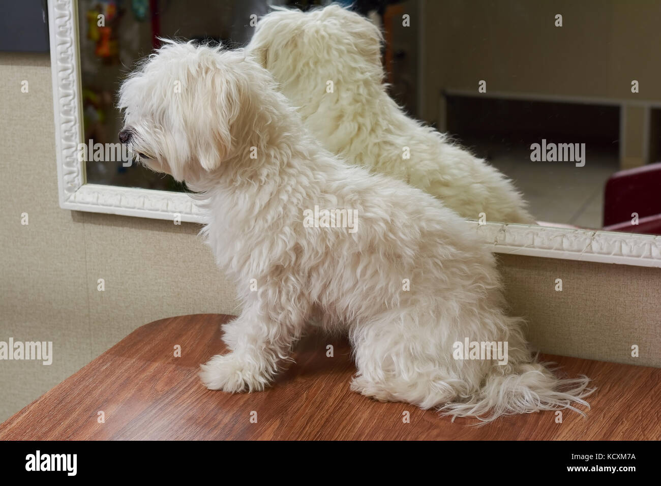 White maltese side view. Furry dog on the table. Young purebred dog