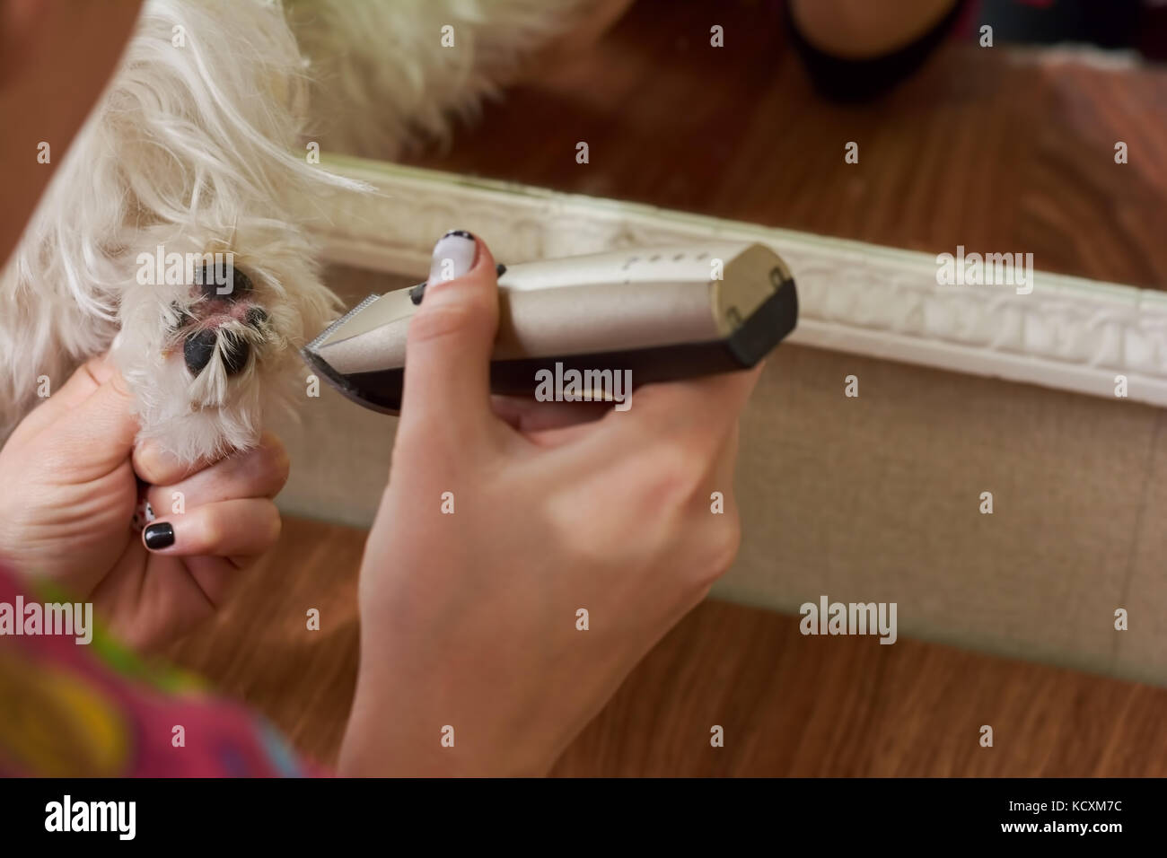 Dog paw trimming close up. Hand using dog hair clipper Stock Photo Alamy