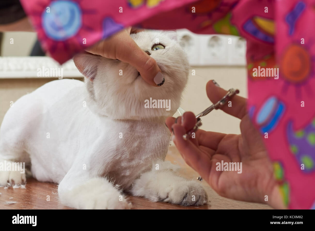 Cat grooming close up. Cute british shorthair getting haircut Stock