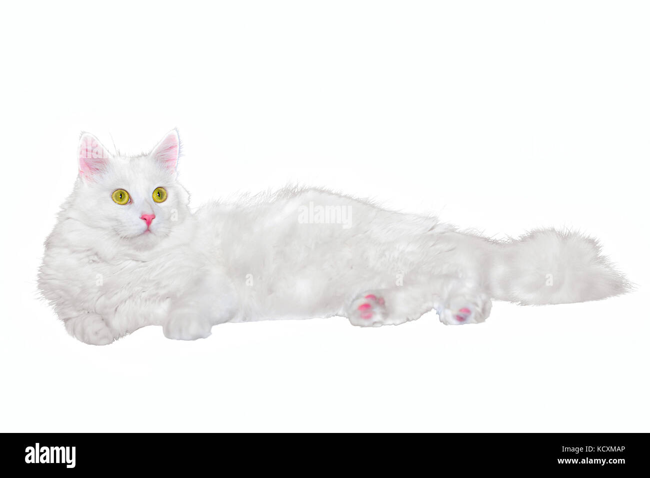Fluffy white one-year-old homemade cat lays on a white isolated background. Stock Photo