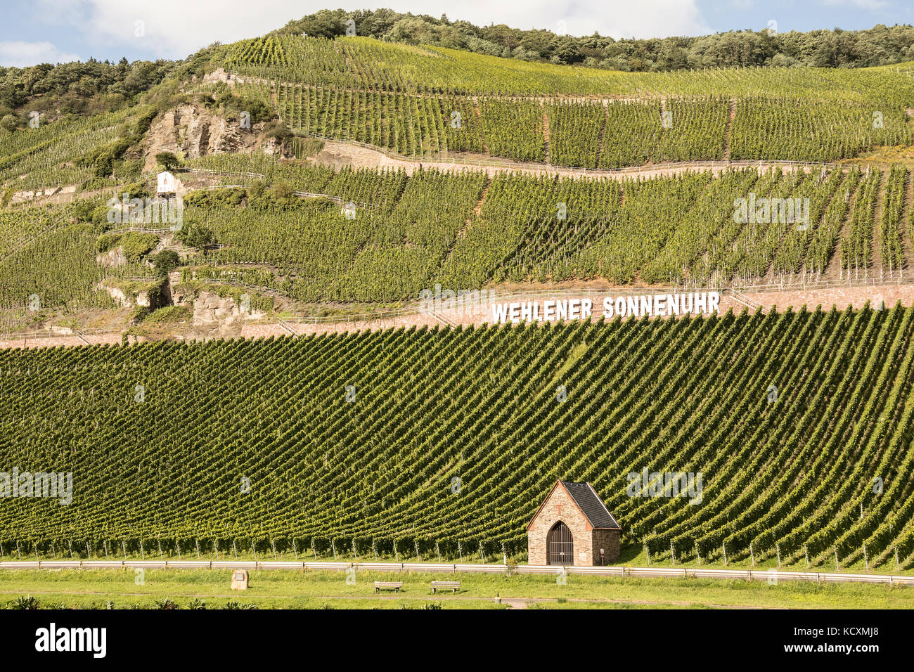 Steep vineyards of reisling gapes on the Mosel River, Germany Stock Photo