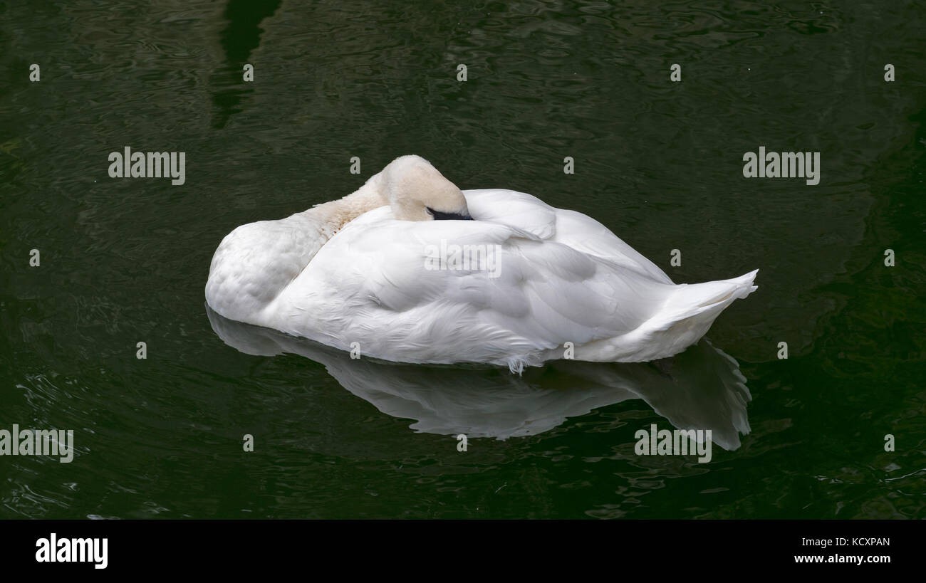 The Sleeping Swans >> Sleeping Swan Stock Photos Sleeping Swan Stock Images Alamy The Sleeping Swans >> Sleeping Swan Stock Photos Sleeping Swan Stock Images Alamy
