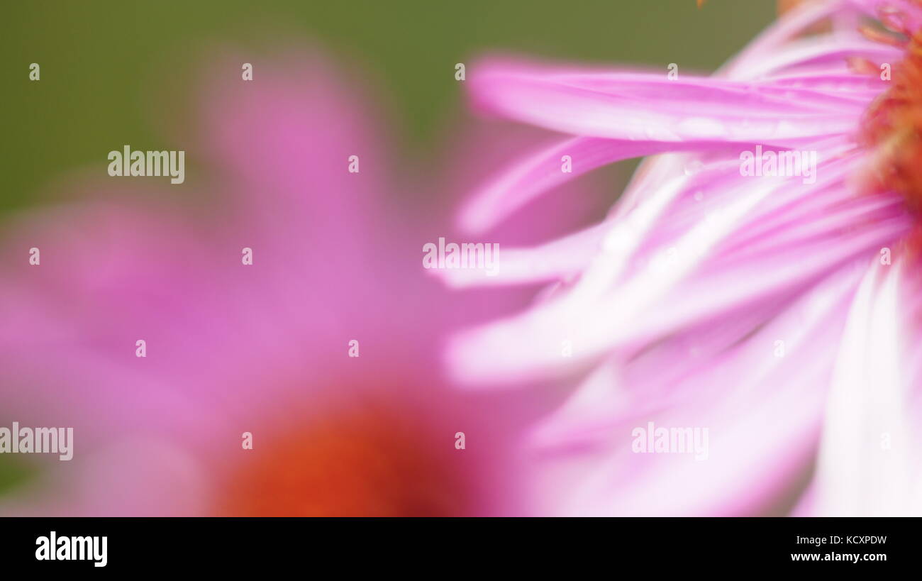 Pink flower close up green background Stock Photo - Alamy