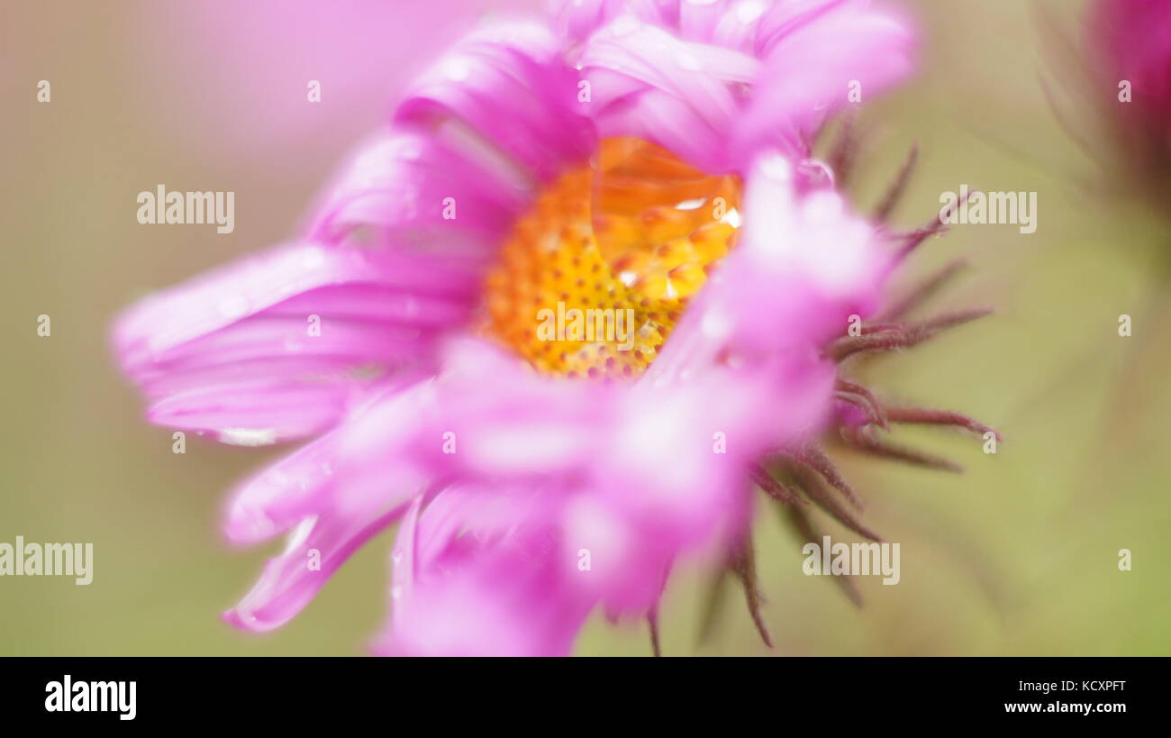 Pink flower close up green background Stock Photo - Alamy
