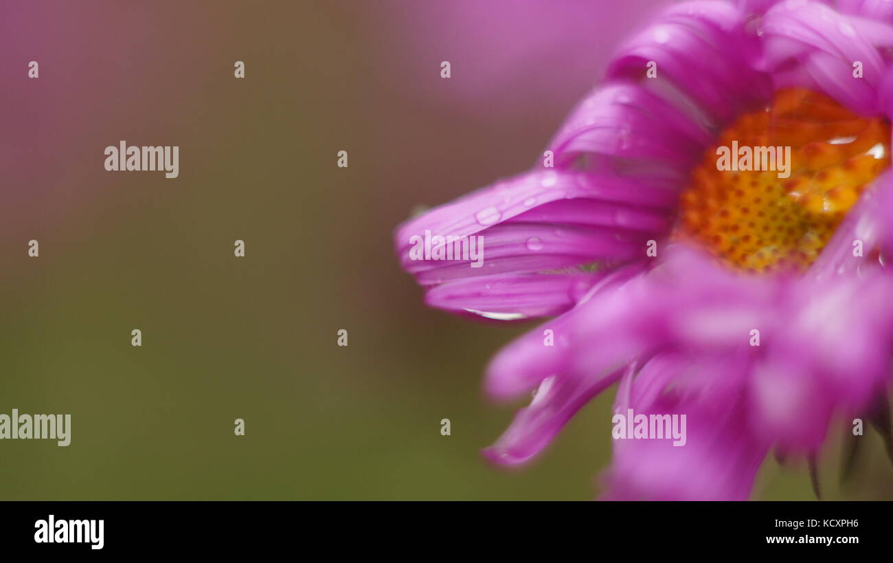 Pink flower close up green background Stock Photo - Alamy