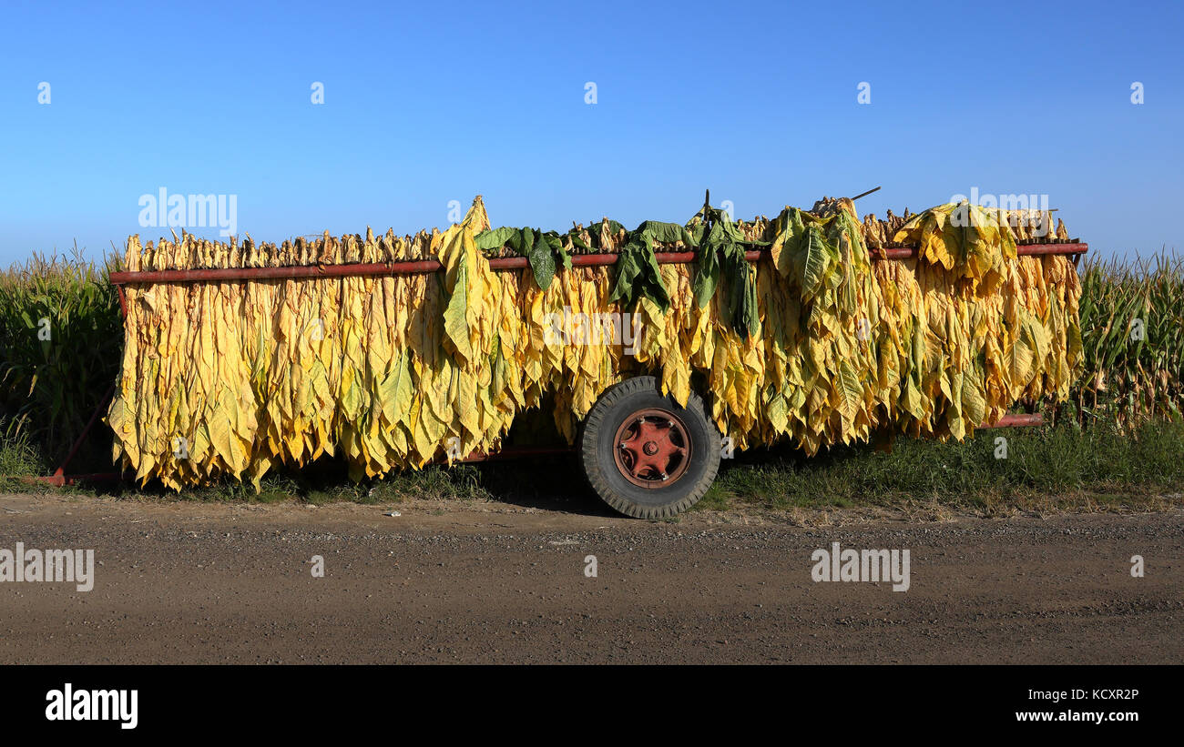 china national tobacco corporation stock china national tobacco corporation stock Role of Double Happiness in China's  Tobacco Industry  Top Smoke