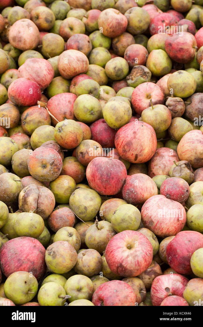 Malus Domestica. Harvested apples for making cider Stock Photo Alamy