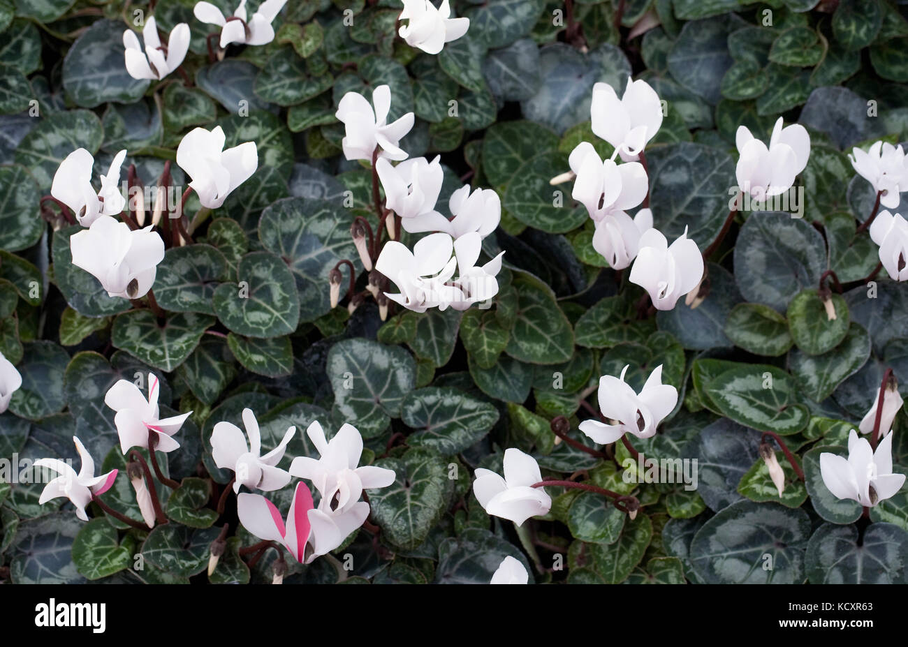 Cyclamen coum. Hardy cyclamen flowers. Stock Photo