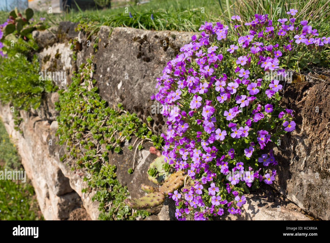 Purple rock cress (Aubrieta) with flowers at a stone wall Stock Photo