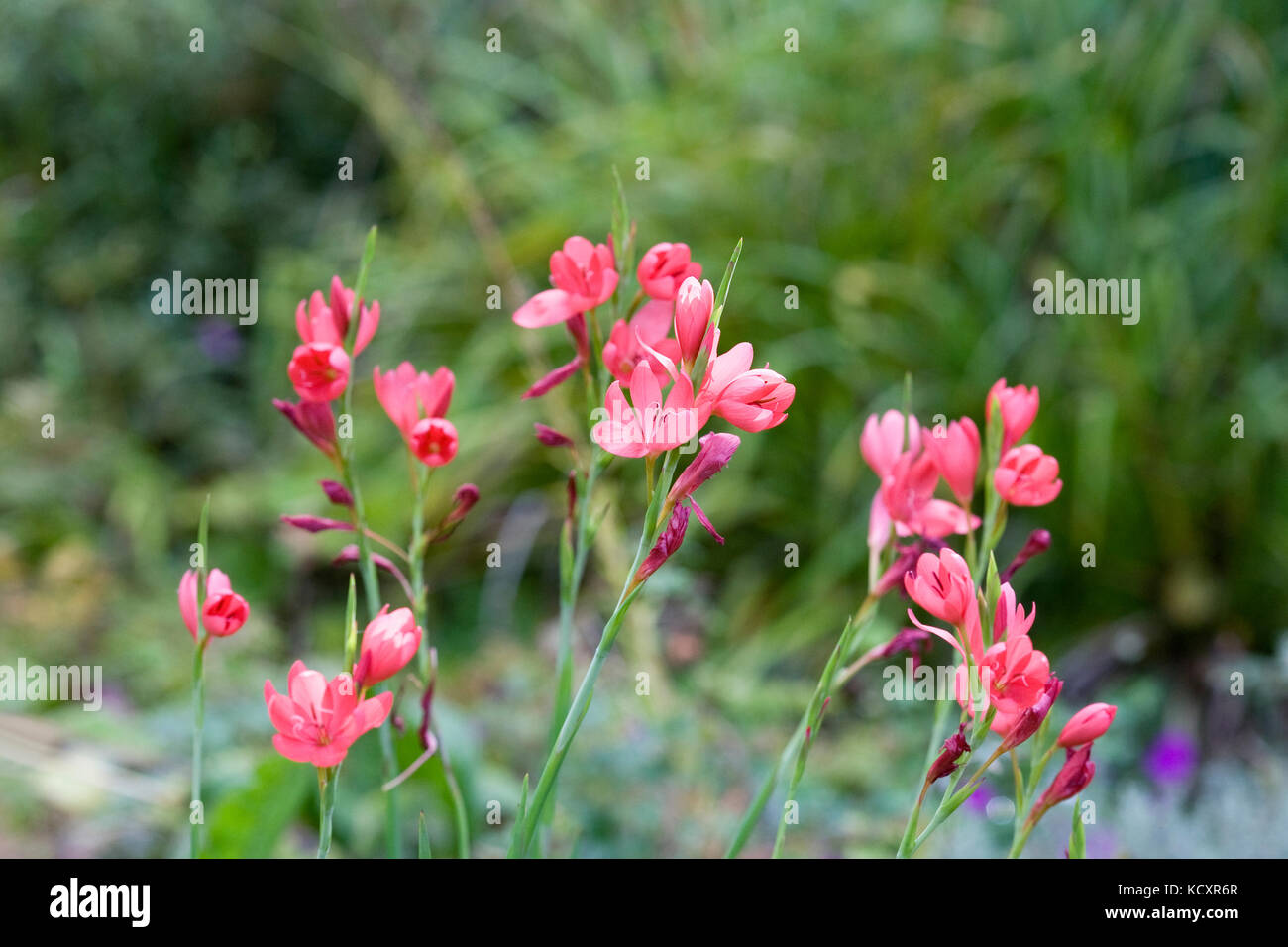 Hesperantha coccinea 'Major' flowers. Stock Photo