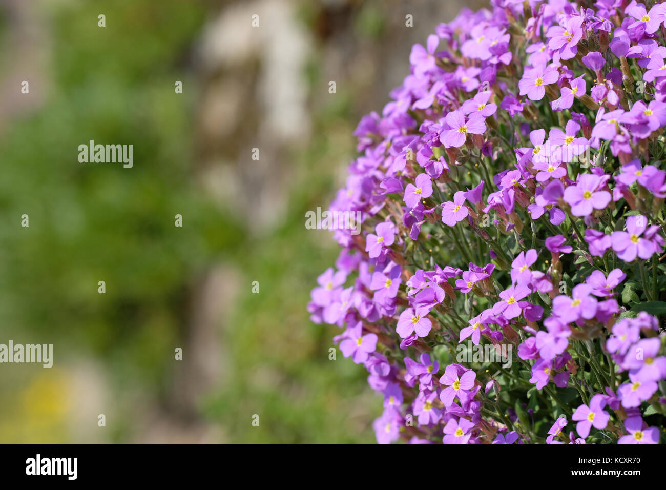 Purple rock cress (Aubrieta) with violet flowers as stone garden plant Stock Photo