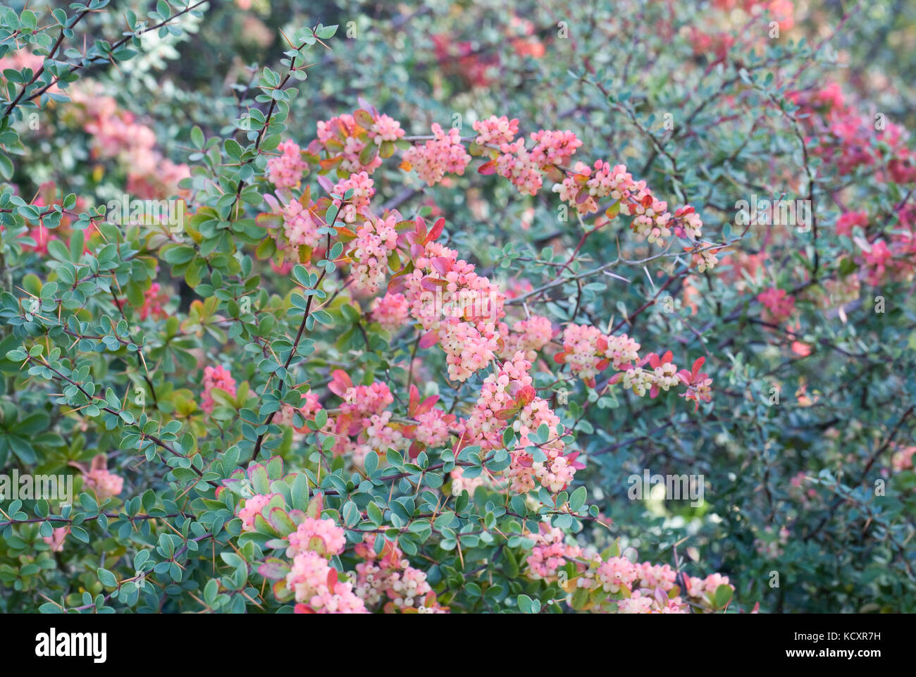 Berberis wilsoniae berries in Autumn. Stock Photo