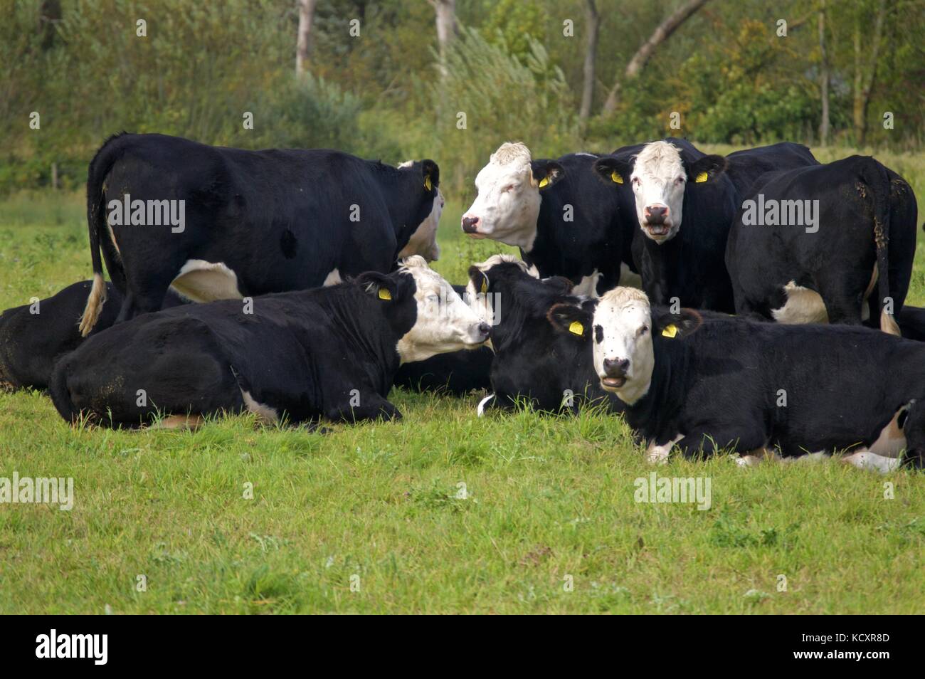 Black Hereford cattle, Wilstone Reservoir, Tring Stock Photo Alamy