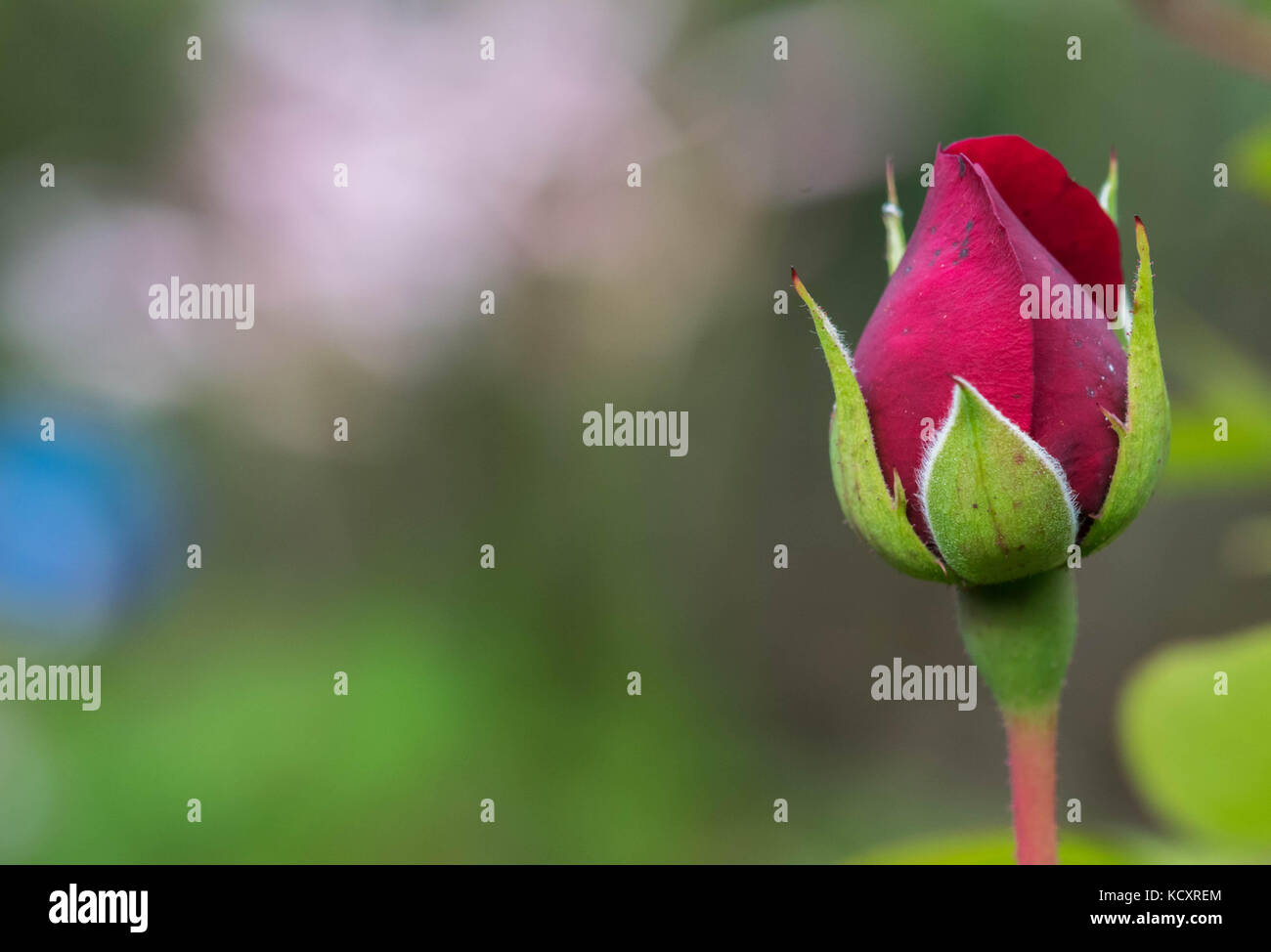 Red Rose Flower close up background Stock Photo - Alamy