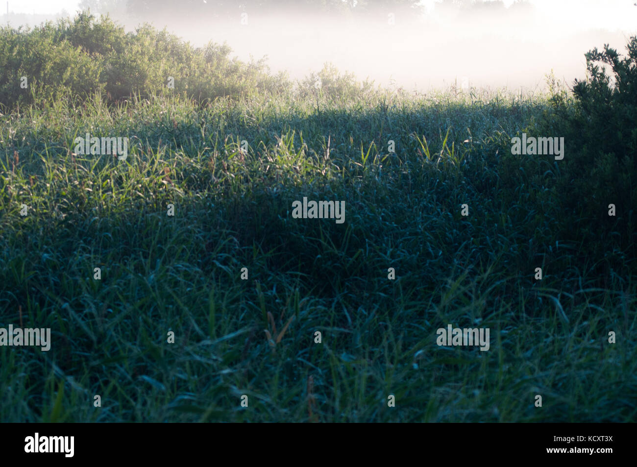 White morning fog over green, deep grass field. Forest behind. Stock Photo