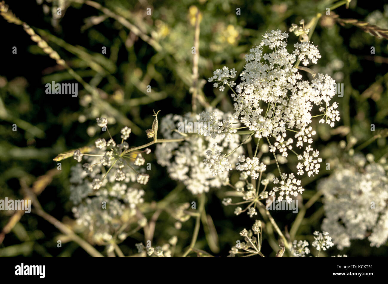 White Chervil flowers. Stock Photo